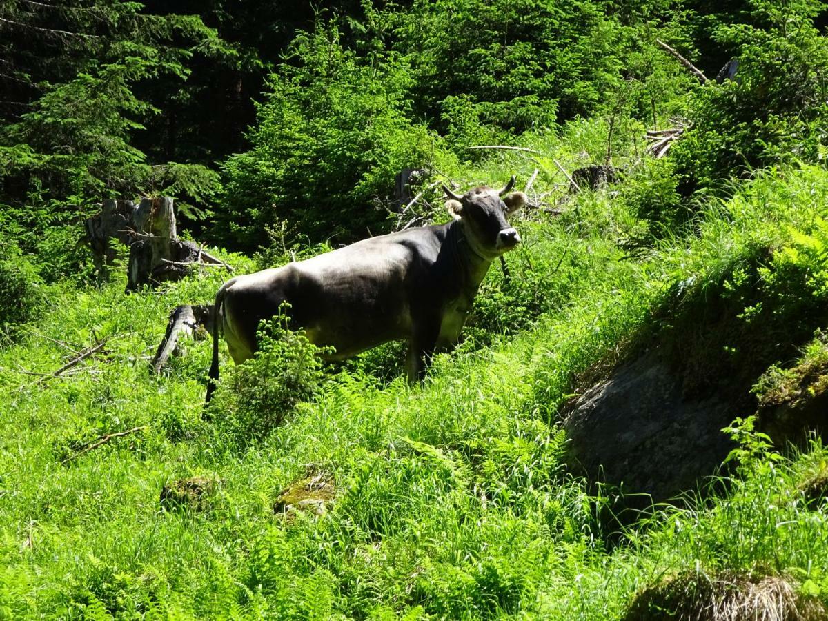 Chalet Stubai Apartman Fulpmes Kültér fotó